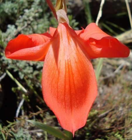 Gladiolus saundersii dorsal tepal from above